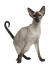 A lovely long legged balinese cat