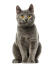 A chartreux cat with a deep grey coat