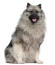 A beautiful young keeshond's soft, thick coat