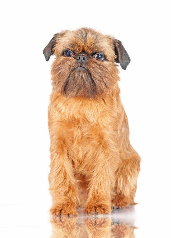 Brussels Griffon | Dogs | Breed Information | Omlet