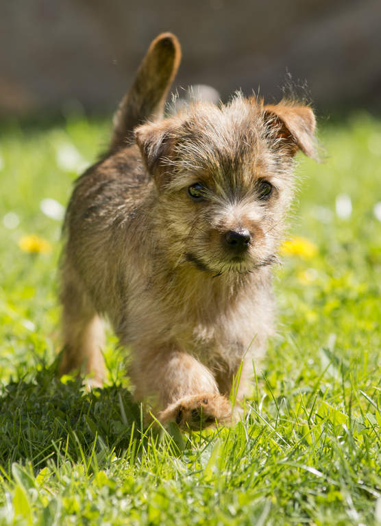 Norfolk Terrier Dogs Breed Information Omlet Norfolk Terrier Dogs Breed Information Omlet