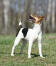 A parson russell terrier standing tall, showing off it's wonderful long legs