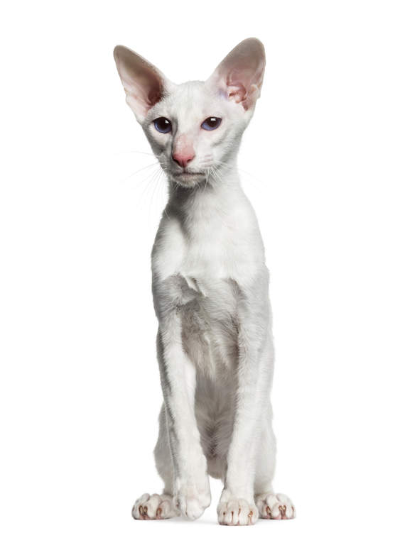Oriental - Foreign White | Cats | Breed Information | Omlet