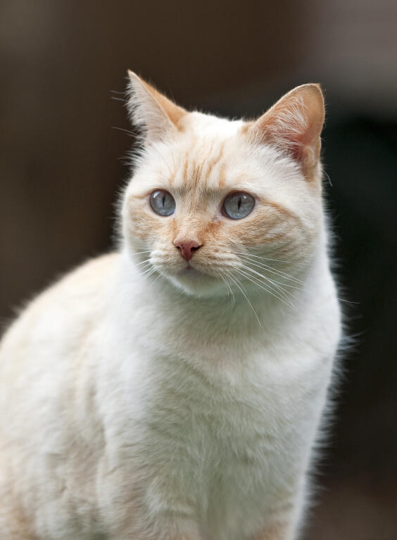 Spaceship hjemmehørende Almindeligt Colorpoint Cats | Cat Breeds