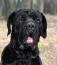 A close up of a neapolitan mastiff's beautiful, stong head