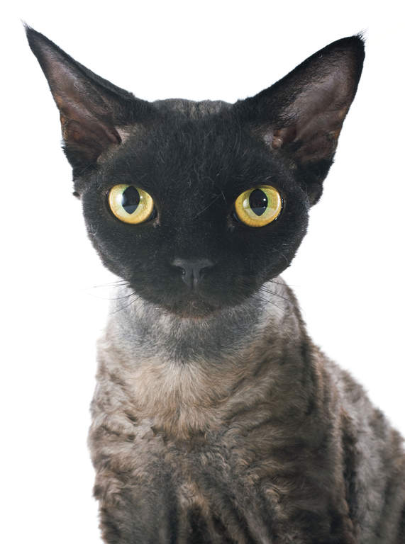 Devon Rex | Cats | Breed Information | Omlet