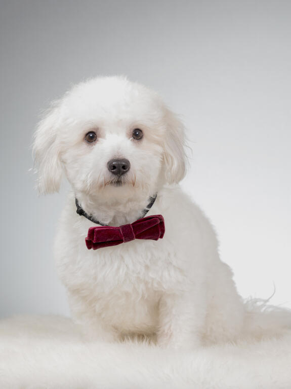 coton de tulear dogs