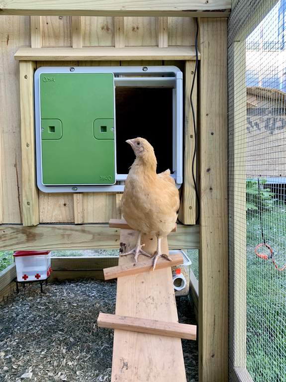 Automatic Chicken Coop Door Green New at Omlet Staff Picks Omlet