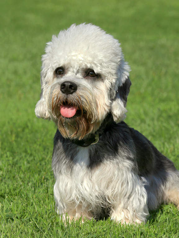 Dandy dinmont terrier 2025