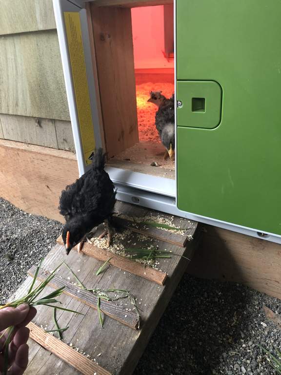 Automatic Chicken Coop Door Green New at Omlet Staff Picks Omlet