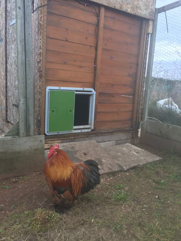  Automatic Chicken Coop Door - Green New at Omlet Staff 