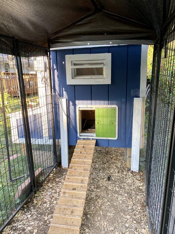 Automatic Chicken Coop Door Green New at Omlet Staff Picks Omlet