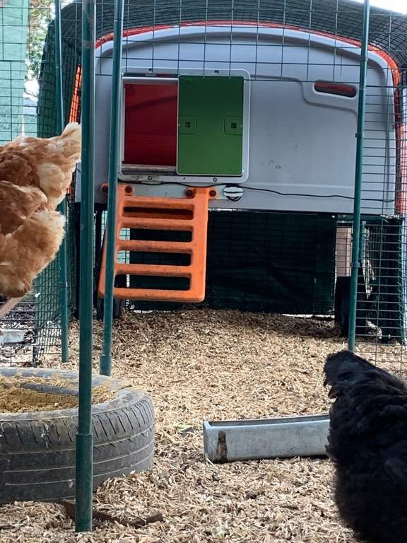 Automatic Chicken Coop Door Green New at Omlet Staff Picks Omlet