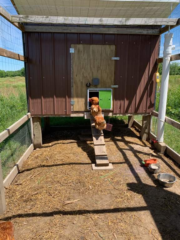 Automatic Chicken Coop Door Green New at Omlet Staff Picks Omlet