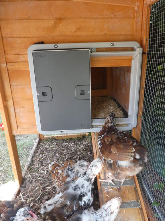 Automatic Chicken Coop Door Green New at Omlet Staff Picks Omlet