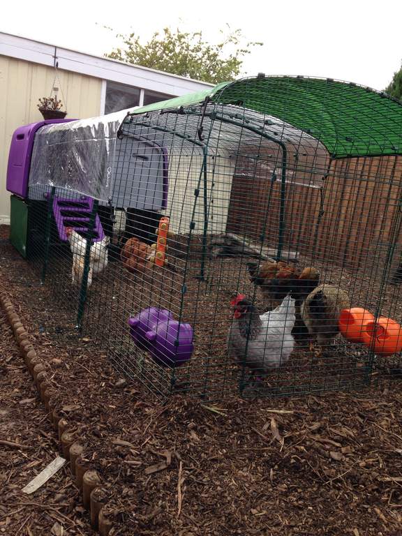 Clear Cover for Eglu Cube Mk1 2m Eglu Weather Protection Chicken