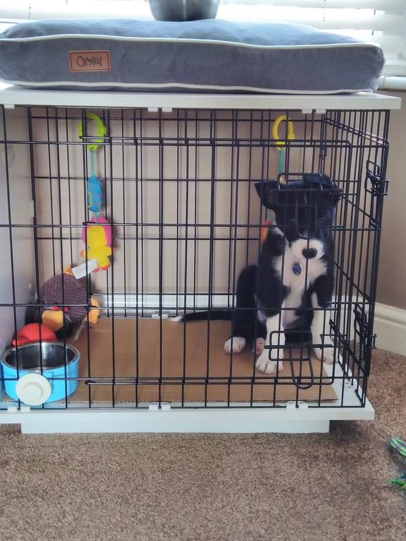 24 dog kennel free shipping