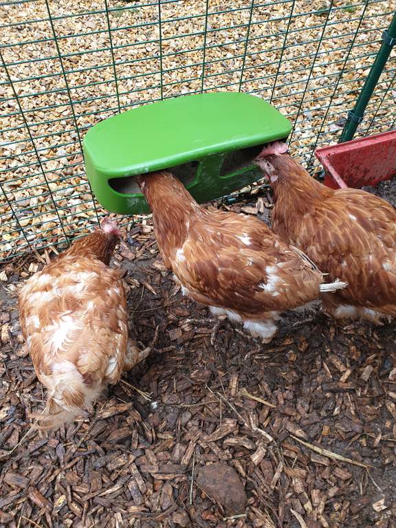 Eglu Cube Feeder Green Feeders Waterers For Chickens