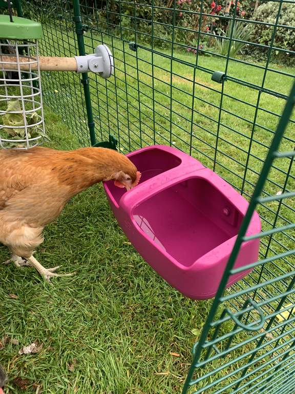 Eglu Cube Waterer Purple Feeders & Waterers For Chickens