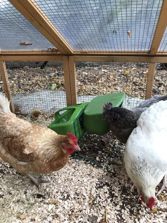 Eglu Cube Waterer Green Feeders Waterers For Chickens
