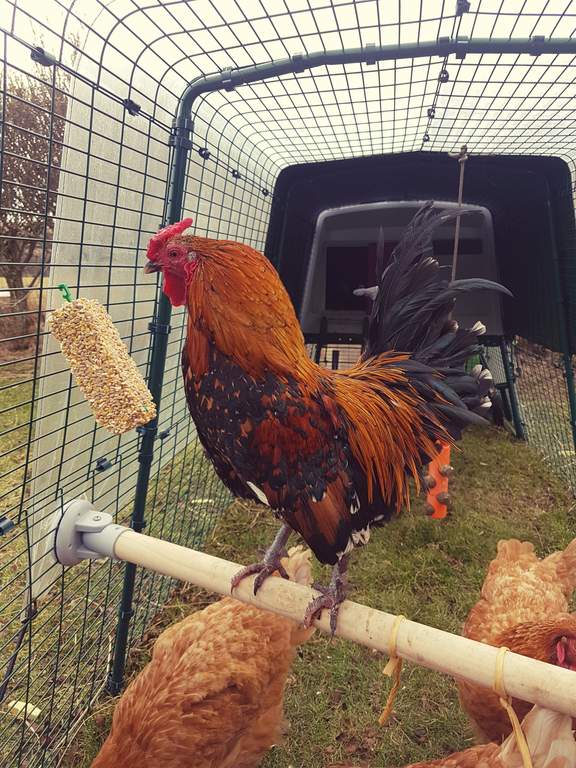 Omlet Chicken Perch 3ft Chicken Keeping Accessories Chicken Coops, Walk in Chicken Runs