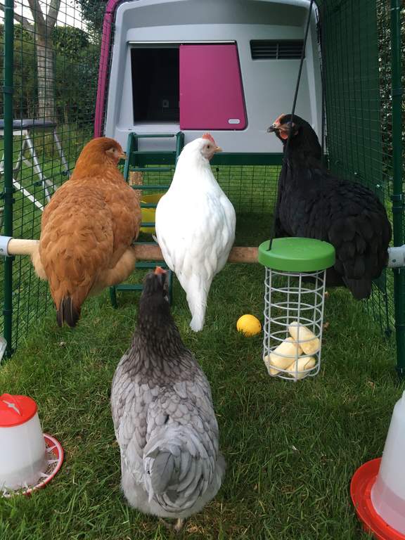 Omlet Chicken Perch 3ft Black Friday Black Friday Omlet