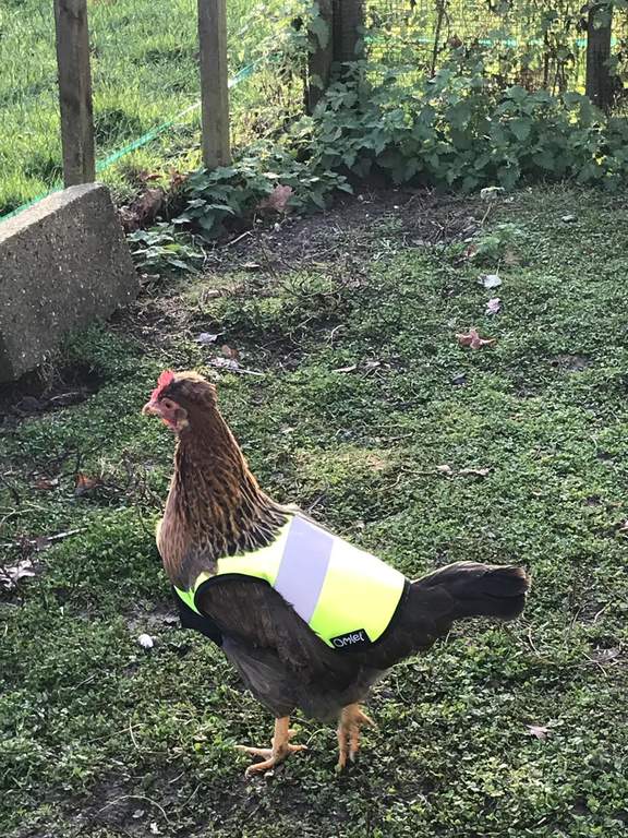 Yellow HighVis Chicken Jacket Chicken Clothing Chicken Coops, Walk