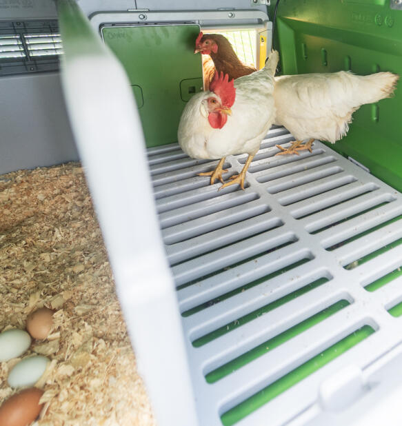 Two chickens inside the Omlet Eglu Cube chicken coop