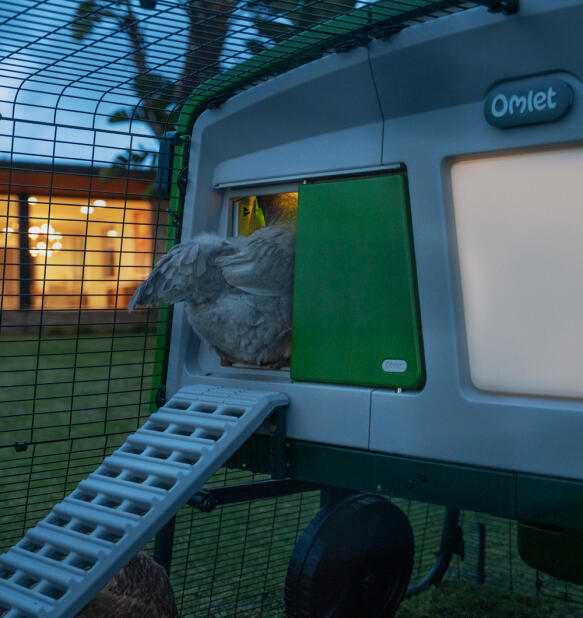 Chicken climbing into an Eglu pro chicken coop with a smart Autodoor with coop light
