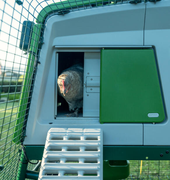 Chicken emerging from a smart Autodoor on an Eglu pro coop