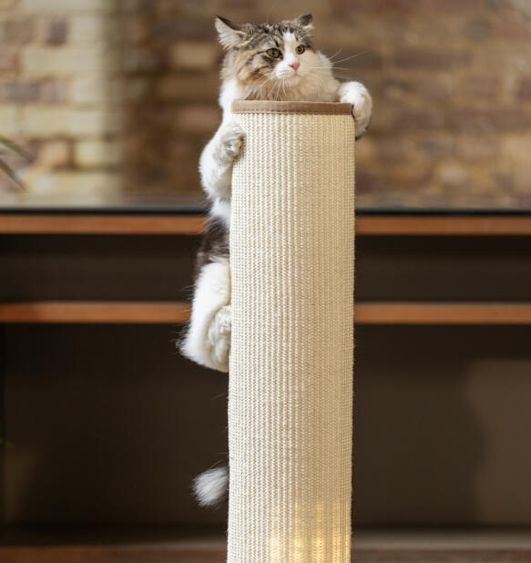 Fluffy cat clinging to top of cream Switch scratching post after having pounced on it.