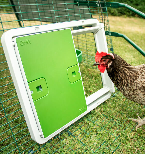 Chicken looking at the smart Autodoor attached to a mesh run