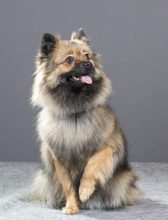 german klein spitz
