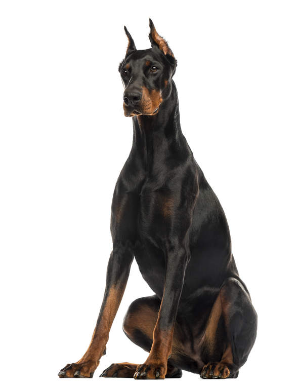 big doberman breed