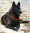 A healthy adult norwegian elkhound with a beautiful dark coat