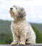 A handsome polish lowland sheepdog enjoying the country breeze