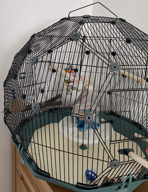 Geo Bird Cage Cream and Black New at Omlet Staff Picks Omlet