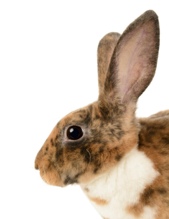 Mini Rex Rabbit Color Chart