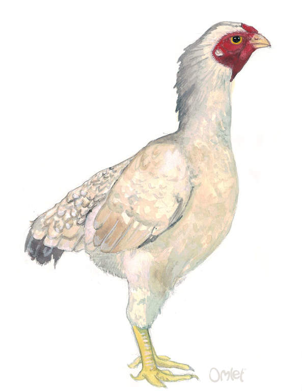 Ko Shamo Chickens Ko Shamo For Sale Chicken Breeds