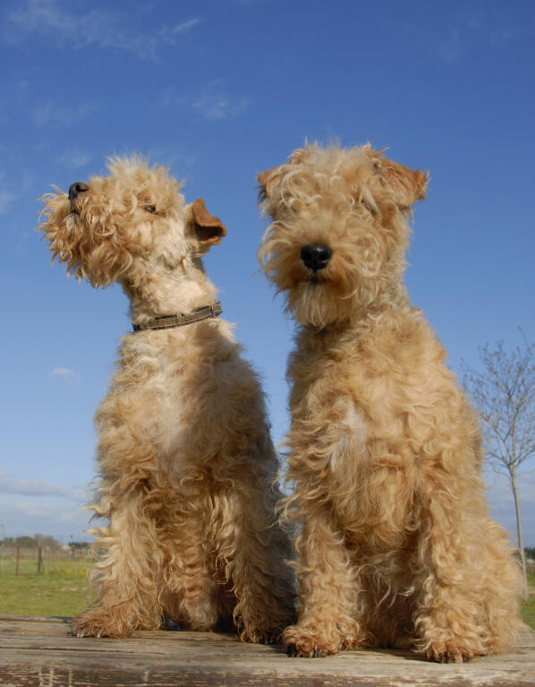 Lakeland Terrier Dogs Dog Breeds
