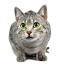 A beautiful egyptian mau with dazzling green eyes
