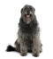 A catalan sheepdog showing off it's wonderful beard