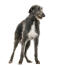 A beautiful scottish deerhound standing to attention on its lovely, tall legs