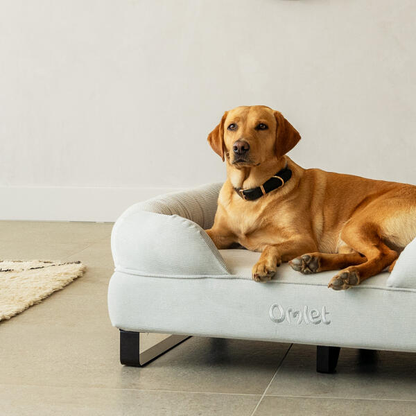 Dog beds and toys sales