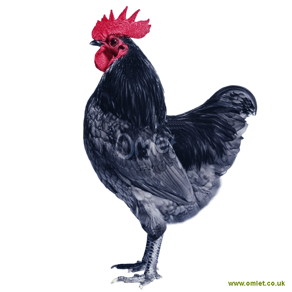 Australorps For Sale Chickens Breed Information Omlet