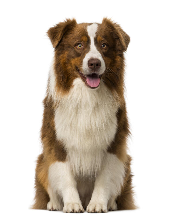 Border Collie Dogs Breed Information Omlet