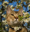 An adventurous pixie bob cat exploring the trees
