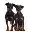 Two inquisitive doberman pinscher puppies sitting together