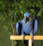 A hyacinth macaw's lovely yellow feathers around it's eyes
