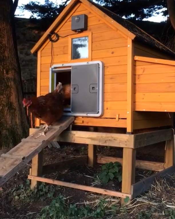 Automatic Chicken Coop Door - Grey Chicken Flash Sale 